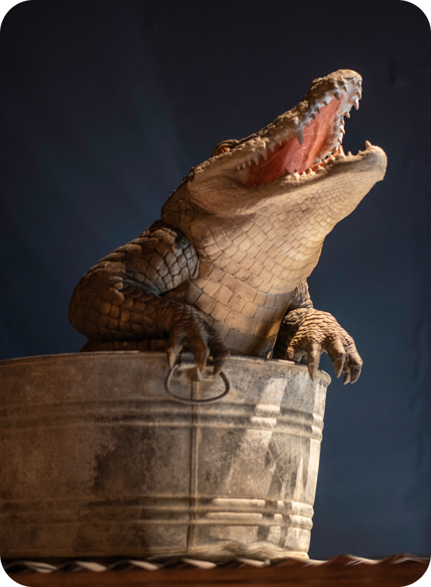 An alligator inside a metal bucket trying to get out.
